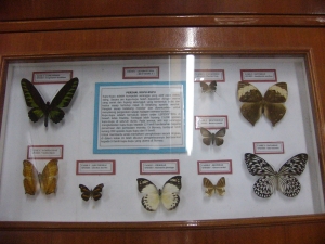 Butterflies of Sabah